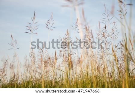Grass swaying in the morning for a light background.
