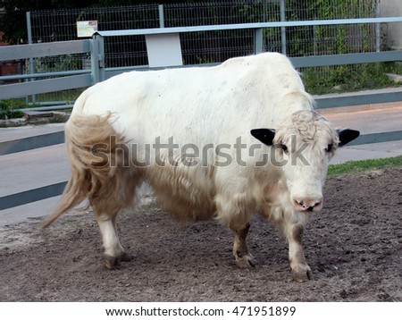 lonely yak in a zoo