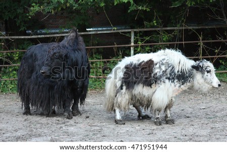 two yaks in a zoo