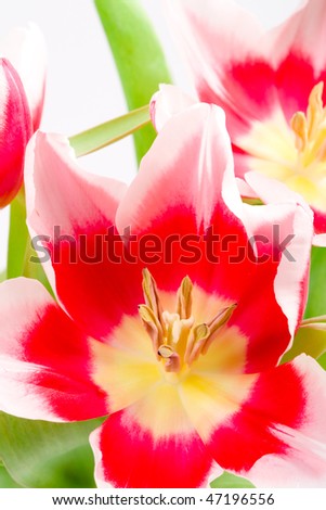 three pink tulips closeup on a white background