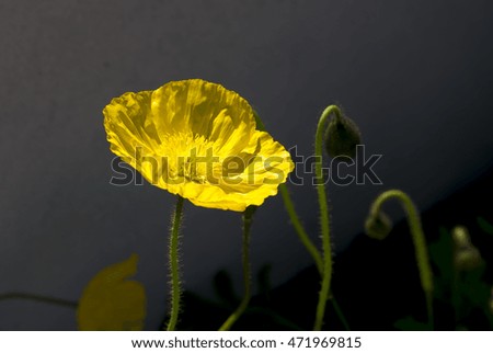 Bright yellow  poppies  flowering plants in the subfamily Papaveroideae  family Papaveraceae colorful single  herbaceous plant,  flowering in late winter are a  charming and decorative plant.