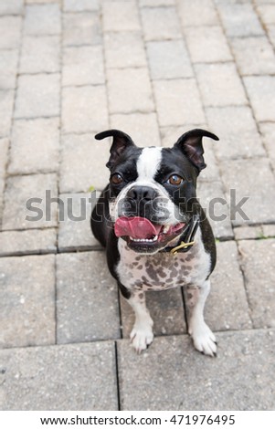 Black and White Boston Terrier Dog Wearing Traditional Swiss Collar Sitting Outside on Back Yard Looking Up