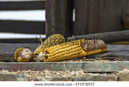 Several corn cob standing in the doorway of the old village barn.