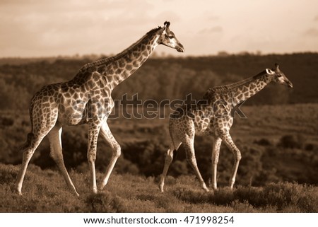 A herd of Giraffe walking together in this image. South Africa