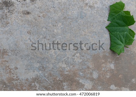 Leaves on cement background