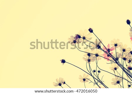 White Cosmos flowers isolated on white.