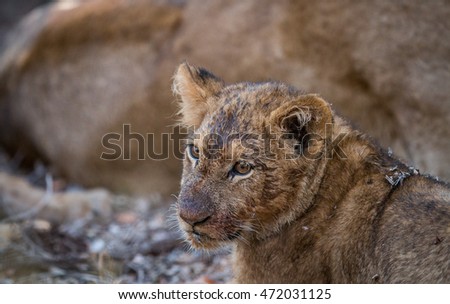 Face of a dirty Lion cub in the Kruger National Park, South Africa.