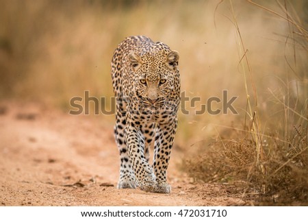 A Leopard walking towards the camera in the Kruger National Park, South Africa. Royalty-Free Stock Photo #472031710
