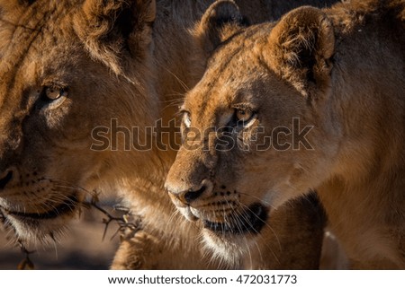 Two Lions walking in the Kruger National Park, South Africa.