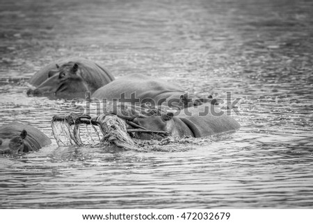 Hippo lifting a impala in the water in black and white in the Kruger National Park, South Africa.