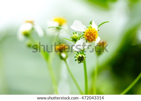 Little yellow flower in garden on morning time with blurry background,select focus with shallow depth of field:ideal use for background.
