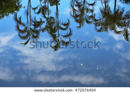 Palm trees reflection in a pond.