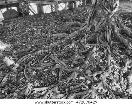 The roots of the banyan tree.in Thailand. Black and White.

