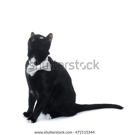 Sitting on the floor black cat with bow tie isolated over the white background