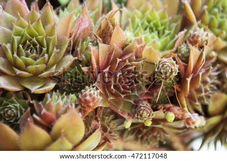 Beautiful group of brown, red, green sempervivum tectorum, housekeep, houseleek