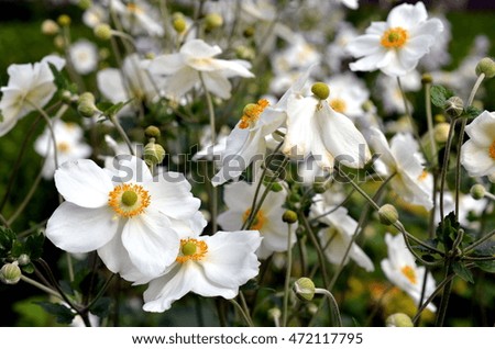 closeup shot white blossom of a phlox plant