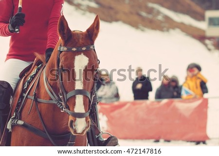 winter polo training on snow, horizontal photo of beautiful polo pony horse with the rider, photo with filter