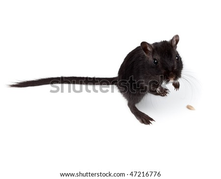 The black Gerbil in studio against a white background.