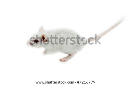 The white Gerbil in studio against a white background.