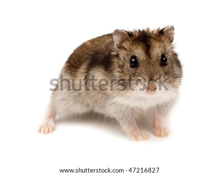 Winter White Russian Dwarf Hamster in studio against a white background. Royalty-Free Stock Photo #47216827
