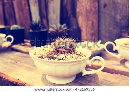 Cactus in ceramic cup in cactus garden .