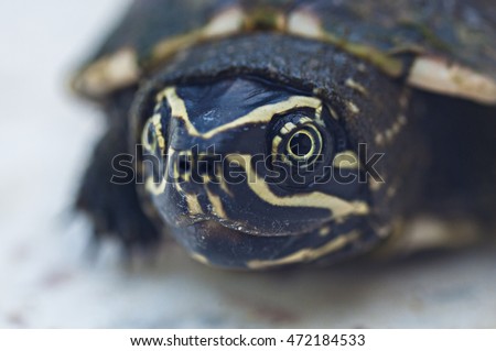 
Governance of turtles face, round eyes and cute.