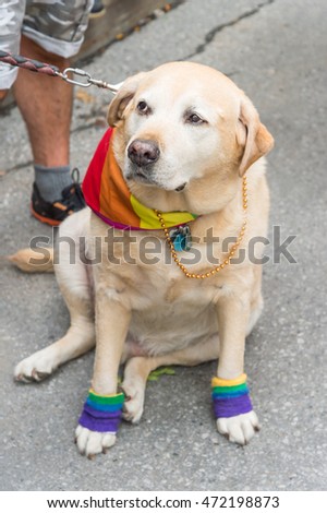 Labrador dog wearing gay rainbow clothes