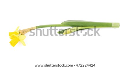 Single yellow narcissus flower lying on its side, composition isolated over the white background