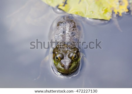 Overhead or top view of a Marsh frog (Pelophylax ridibundus) floating on the water with lilypad