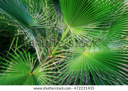 natural texture with fresh palm leaves