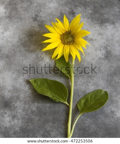 Yellow sunflower on dark background - condolence card 