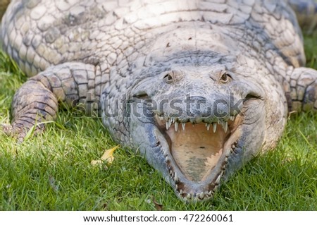 Adult American alligator at the Hamat Gader crocodile farm in Israel.