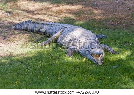 Alligator at the Hamat Gader crocodile farm in Israel.