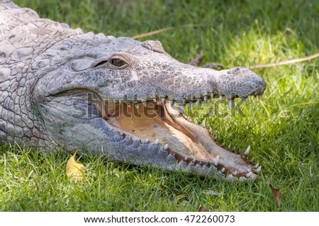 Adult alligator at the Hamat Gader crocodile farm in Israel.