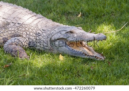 Adult alligator reptile at the Hamat Gader crocodile farm in Israel.