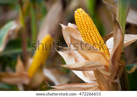 Two mature yellow cob of sweet corn on the field. Collect corn crop. Royalty-Free Stock Photo #472266655