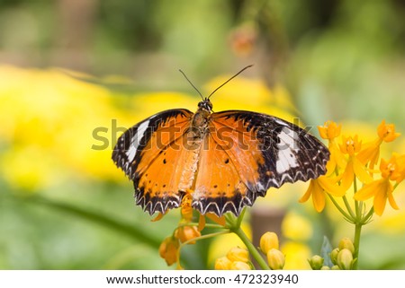 Closeup Plain Tiger or African Monarch Butterfly (Danaus chrysippus) on flowers 