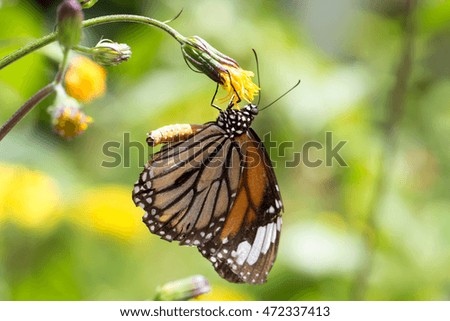 Closeup Monarch family, Common Tiger butterfly (Danaus genutia butterfly) collecting nectar on wild flower on natural green background