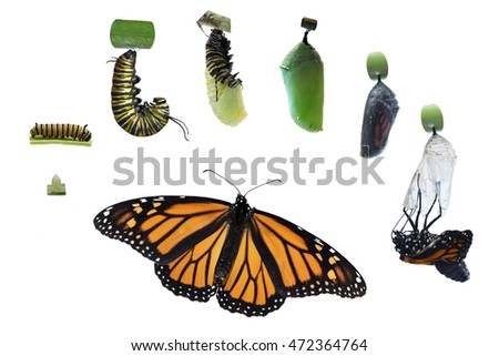 Through a time of 4 months and 7 Monarch butterflies, various stages of the life cycle of this lovely insect was captured and edited on an isolated white background for a variety of ideas horizontal Royalty-Free Stock Photo #472364764
