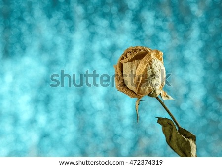 Dried rose on blur blue bokeh background.
