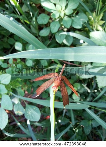  Fulvous forest skimmer,Neurothemis fulvia,The dragonfly resting on a branch