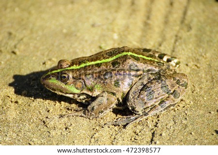 profile closeup of a toad which is heated on the sand under the scorching rays of the sun near the water