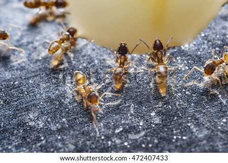 Close up of red imported fire ants (Solenopsis invicta) or simply RIFA