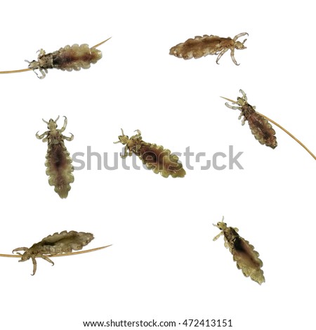 Head lice (louse) on human hair isolated on a white background