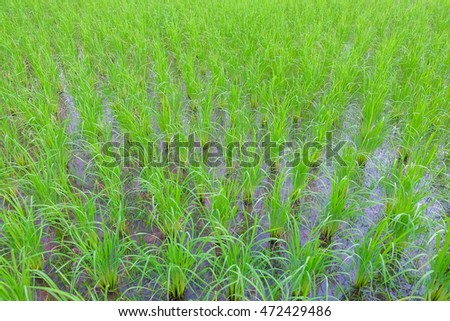 a selective focus picture of rice trees in the evening sunset over organic rice field 