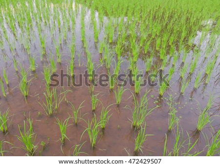 a front selective focus picture of rice trees in the evening sunset over organic rice field 