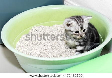 Cute American shorthair cat kitten with copy space
