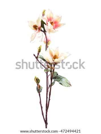 Flower Peachy Magnolia