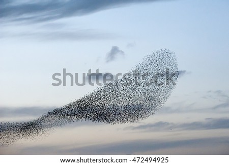 flock of starlings Royalty-Free Stock Photo #472494925