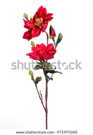 Flower Red Magnolia